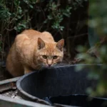 Yabani kedi projesine 4 milyon dolar konulu editoryal haber görseli