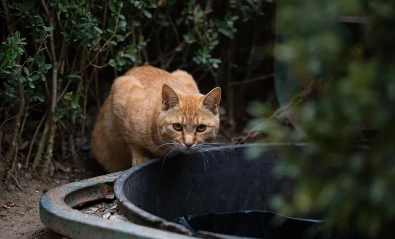 Yabani kedi projesine 4 milyon dolar konulu editoryal haber görseli