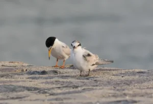 80’den fazla kuş ölü veya hasta bulundu.