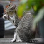 Kedi DNA’sı yerli hayvan kaybının boyutunu ortaya çıkardı.