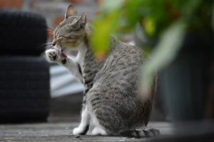 Kedi DNA’sı yerli hayvan kaybının boyutunu ortaya çıkardı.