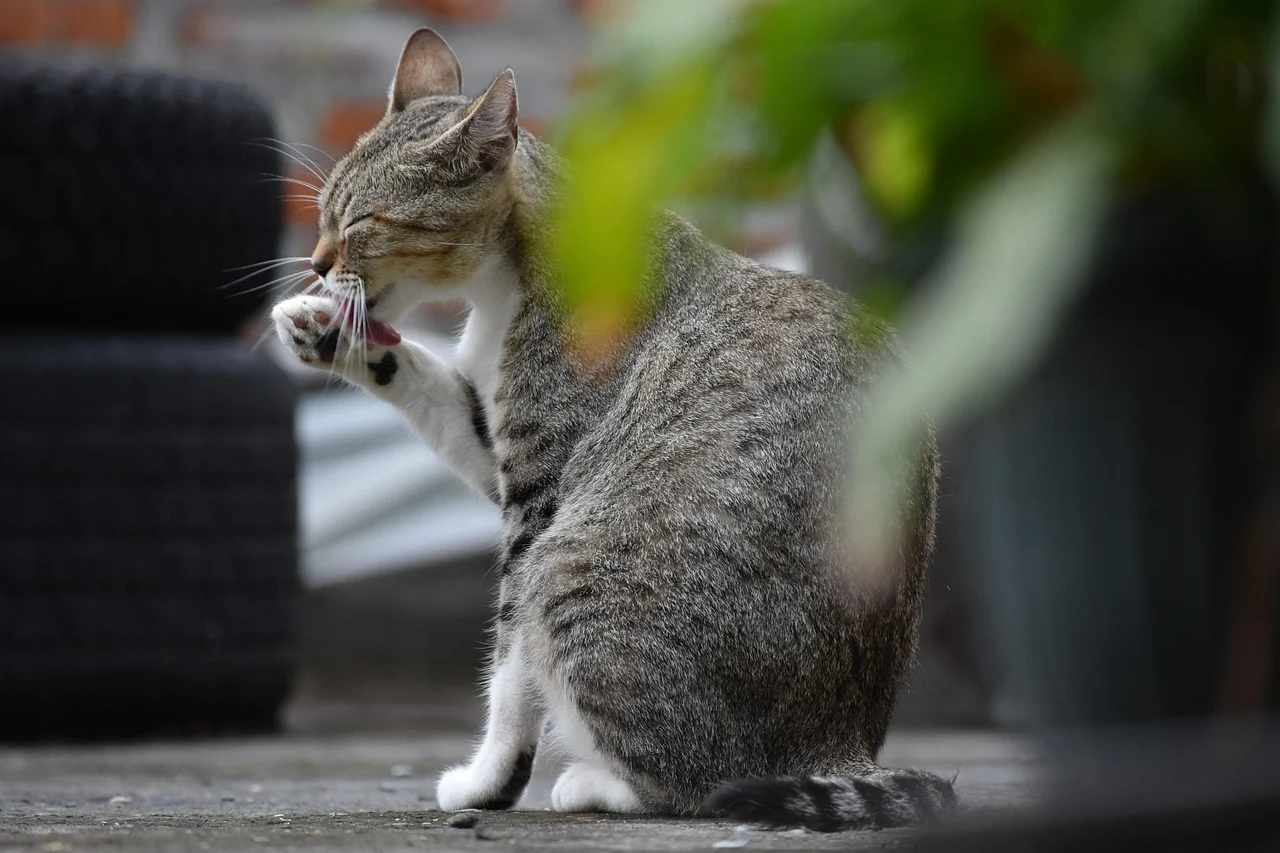 Kedi DNA’sı yerli hayvan kaybının boyutunu ortaya çıkardı.