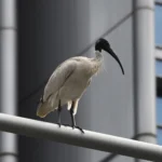 Sydney’de restorana giren ibis dışarı çıkarıldı.