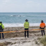 Perth’te 31 Tonluk Balina Leşinin Kaldırılması Planlandı.