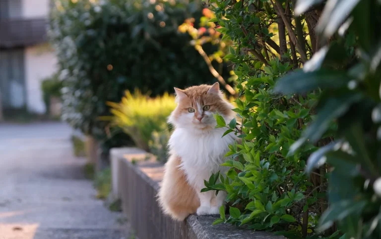 Kedilere Gece Sokağa Çıkma Kısıtlaması Gündemde.