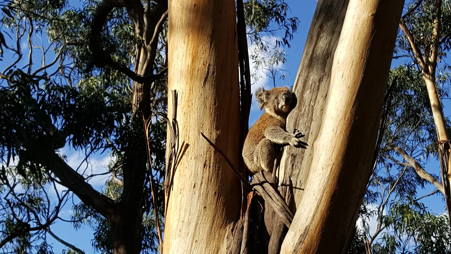 NSW'de 478 Bin Hektarlık Koala Milli Parkı Yasalaştı.