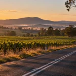 Hunter Valley'de gün doğumunda üzüm bağlarının arasındaki boş kırsal yol; temsili.