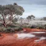 Temsili görüntü: Queensland'de yağış sonrası Culgoa Floodplain benzeri milli park arazisinde ıslak kırmızı toprak.