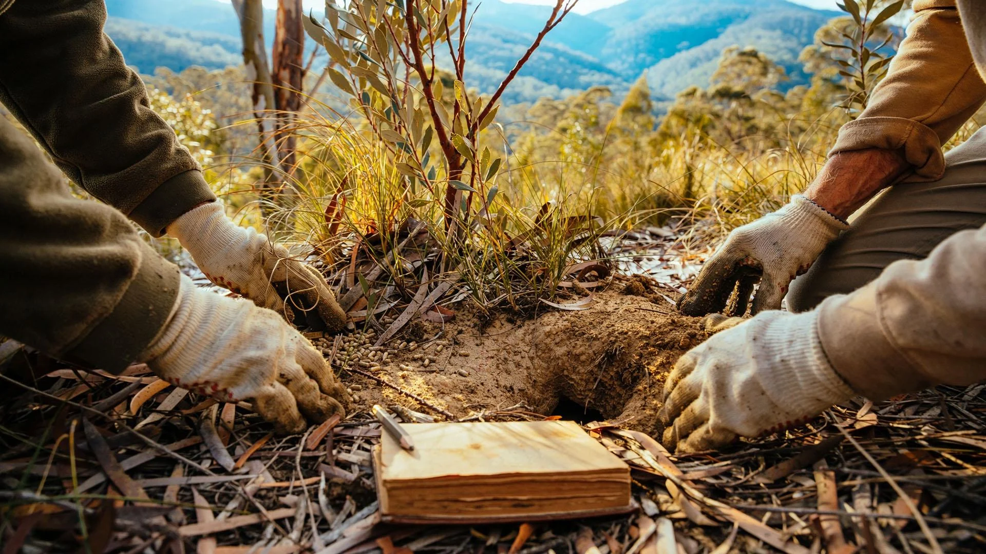 Temsili görüntü: Victoria'da arazi üzerinde çalışan gönüllülerin eldivenli elleri ve doğal bitki örtüsü.
